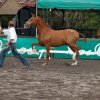Exposicion nacional del caballo Iberoamericano 2007