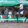Exposicion nacional del caballo Iberoamericano 2010